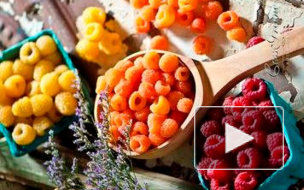 Что делать с ягодами: рецепты и советы хозяйкам