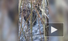 Удивительное видео из Казани: на озере Харовое появились бобры