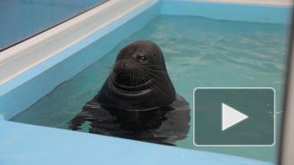 Фонд друзей балтийской нерпы решил оживить свой YouTube-канал 