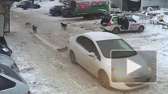 Шокирующее видео: в Самаре автомобиль переехал собаку и уехал дальше
