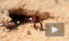 Фантастический рекорд скорости установил самый быстрый муравей в мире