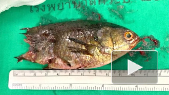 Рыба-ползун заползла в горло подростку и застряла