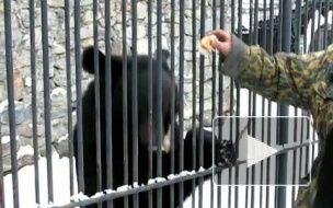 Медведь изображает Пугачеву