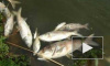 Из-за прорыва трубы с кипятком в Дудергофском канале заживо сварилась рыба