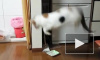 Видео с летающим котиком, испугавшимся огурца, покорило зрителей
