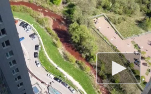 Видео: в Петербурге обнаружили кровавую реку