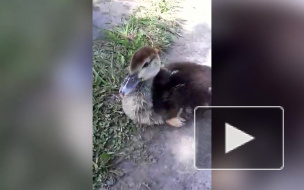 Видео: в Шушарах на пожарном водоеме поселились ручные утки 