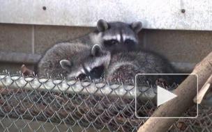 В США еноты проникли в отделение банка