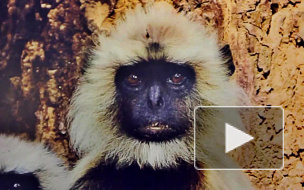 Невыездным петербуржцам показали 100 чудес света — пока только на фотографиях