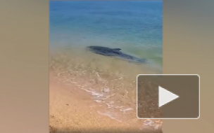 У берега Черного моря во время изоляции заметили плещущихся дельфинов