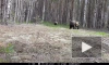 В Керженском заповеднике фотоловушка сняла гуляющих медведей