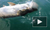 Видео: акула-молот отняла у рыбака улов весом более 80 кг