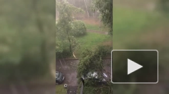 Ветер повалил десятки деревьев в Петербурге