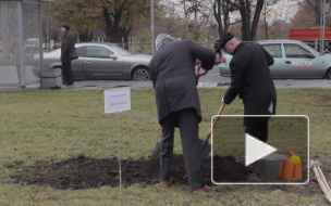 Снова сажают: судьи Петербурга подарили городу каштановую аллею