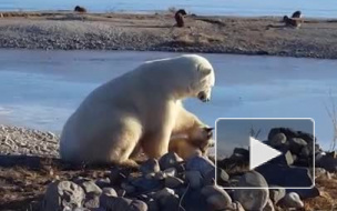 Житель Канады снял на видео «нежную дружбу» белого медведя и пса