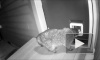 Видео: "Сторожевой" кот избил и прогнал енота, который хотел пробраться в дом