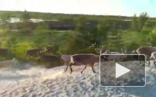 На Ямале рабочие сняли на видео охоту медведя на оленей 