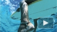 У берегов Австралии белая акула разорвала напополам ...