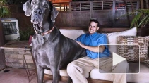 Самый крупный пес в мире умер, не дожив до 8 лет