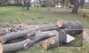 В Заневском парке вырубают деревья