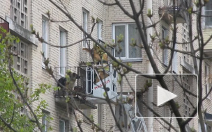 В Петербурге пожарные спасли щенка, которого хозяева заперли на балконе