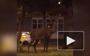 В центре Пятигорска заблудившийся олень попал на видео 