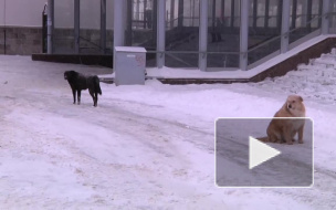 В Петербурге свора озверевших псов искусала семилетнюю девочку