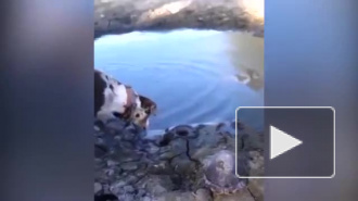 Хозяйка случайно сняла на видео гибель своей собаки от клыков крокодила (18+)