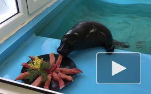 Нерпа Шлиссик отпраздновал свой "день спасения" рыбным тортиком