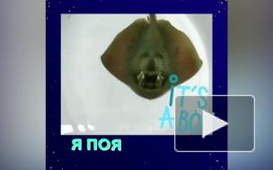 В петербургском океанариуме родился первый морской скат