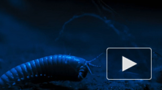 В калифорнийском озере Моно обнаружены черви трех полов