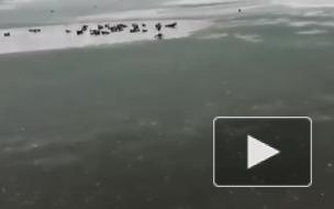 В городском парке Ессентуков "морж" спас собаку от смерти 