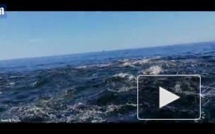 Мужчина вывалился из лодки при столкновении с китом