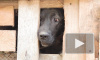 Жители Дятлово жалуются на собачий приют напротив жилых домов: администрация предложила компромисс
