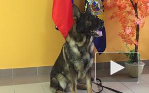 Зорро помог полицейским поймать чеченцев, напавших на юношу на Антоновской улице