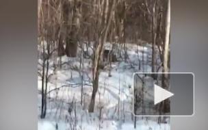 Водитель в Приморье снял на видео редких амурских тигров