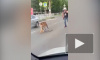 В Иваново тигр выбежал из машины на проезжую часть и попал на видео