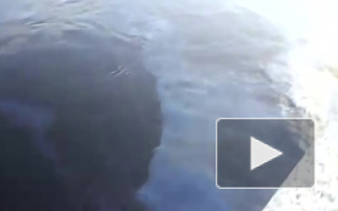 Экологическая катастрофа в Петербурге: в Неве оказалось более трех тонн нефтепродуктов, кто виноват?