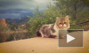 Видео с походными кошками умиляет миллионы пользователей интернета