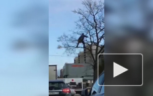 Смекалистые дворники на Типанова нашли способ меньше работать