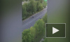 Видео: у петербуржца под балконом гуляют лоси