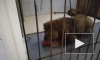 Ленинградские ветеринары начали лечение истощенного льва Принца