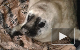 В Петербурге появится Фонд друзей балтийской нерпы, для помощи пресноводному тюленю