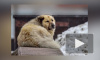 "Лучшей собакой России" стал бездомный пёс Кефир