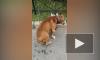 Из-за отсутствия денег хозяева пса в Петербурге оставили животное на улице. При нем была записка