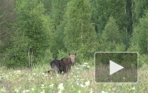 Видео: во Всеволожском районе засняли семейство лосей 