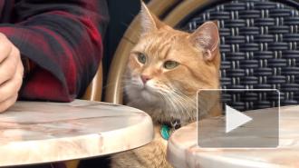 В Британии скончался известный уличный кот Боб