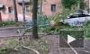 Дерево обрушилось на такси в Кировском районе