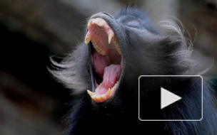 В Крыму обезьяна загрызла младенца на глазах у родителей