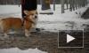 Собаководы Петербурга бьют тревогу: реагенты разъедают лапы их питомцам